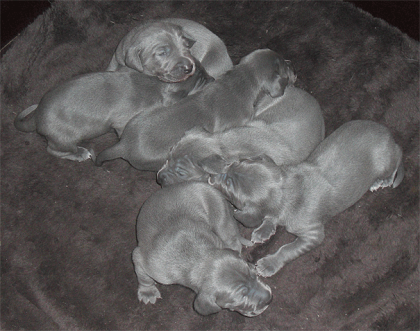 Des chiots braques bleus de Weimar quelques semaines après leur naissance. 