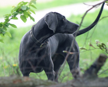Blue weimaraner - to fall in love!